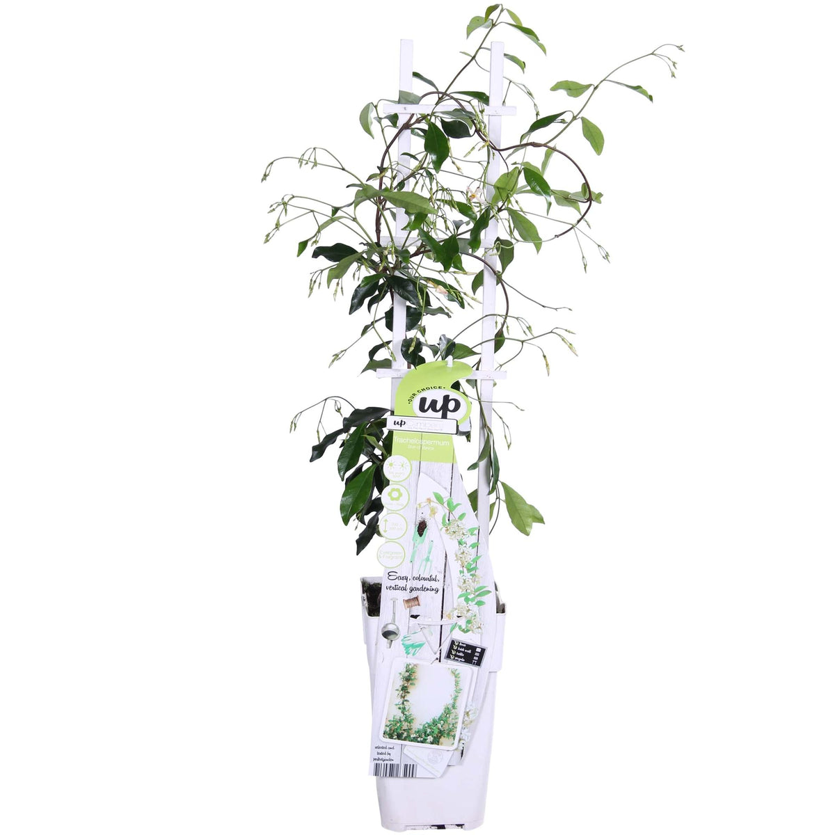 Trachelospermum 'Star Of Venice' (Tuscan jasmine) – Ø15 cm, 65 cm high