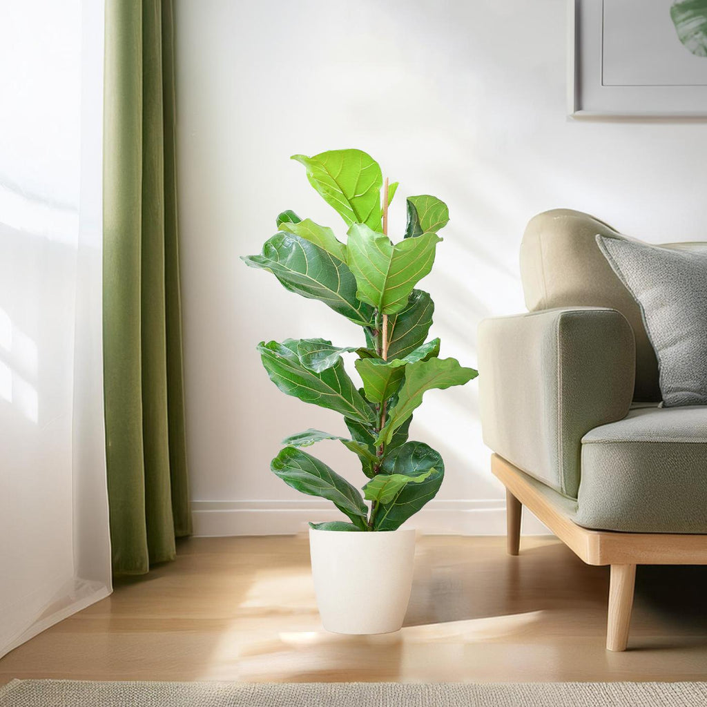 Ficus lyrata (vioolbladplant) in Potter-sierpot pot – Ø21 cm, 80 cm hoog – wit