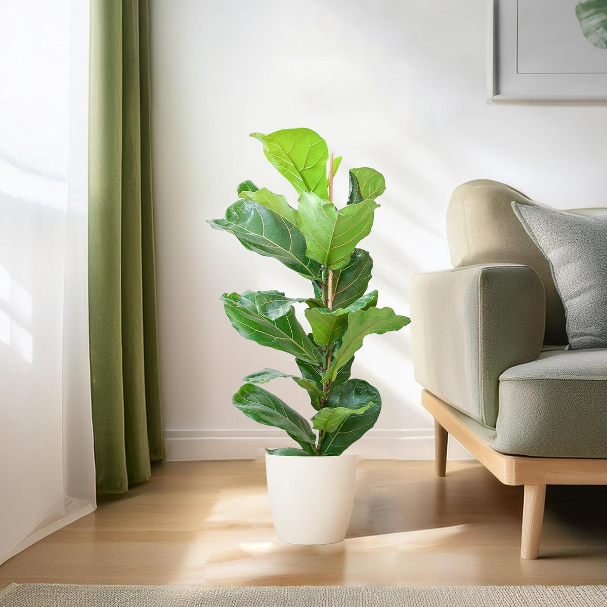 Ficus lyrata (vioolbladplant) in Potter-sierpot pot – Ø21 cm, 80 cm hoog – wit