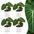 4× Philodendron gloriosum im weißen dekorativen Tontopf – Ø 12 cm, 25 cm hoch
