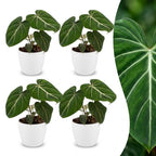 4× Philodendron gloriosum im weißen dekorativen Tontopf – Ø 12 cm, 25 cm hoch