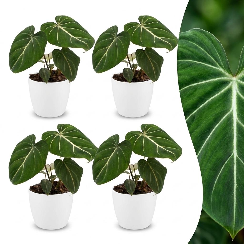 4× Philodendron gloriosum im weißen dekorativen Tontopf – Ø 12 cm, 25 cm hoch