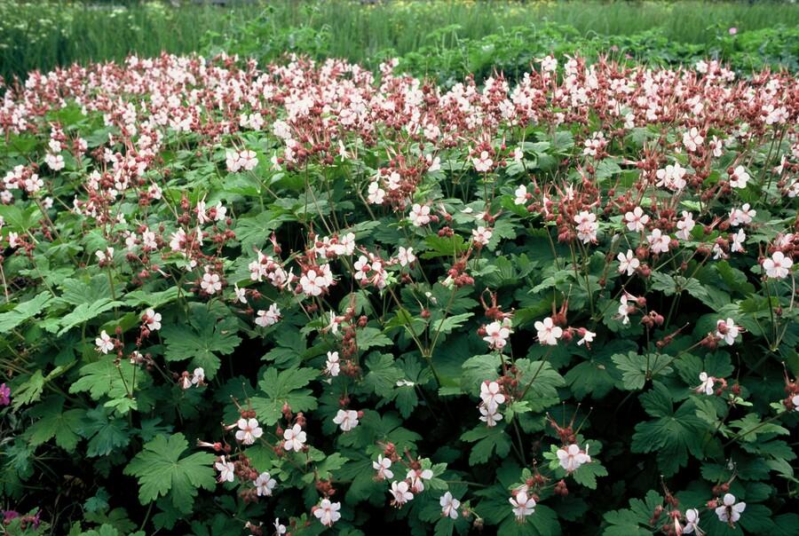 Géranium macrorrhizum 'Spessart' (géranium vivace) – 6 plantes, Ø9 cm, 10–25 cm de haut – photo 4