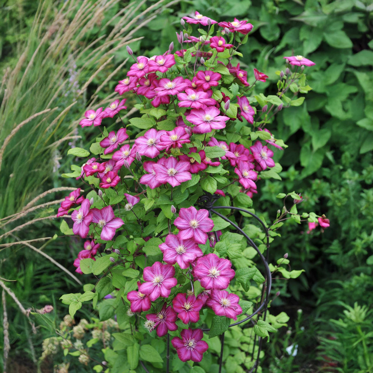 Clematis 'Ville De Lyon' (bosrank) – roze – 2 planten, Ø11 cm, 40 cm hoog