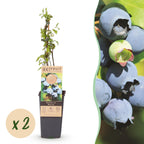 Vaccinium corymbosum 'Bluecrop' (myrtille) – 2 plants, Ø15 cm, 50 cm de haut