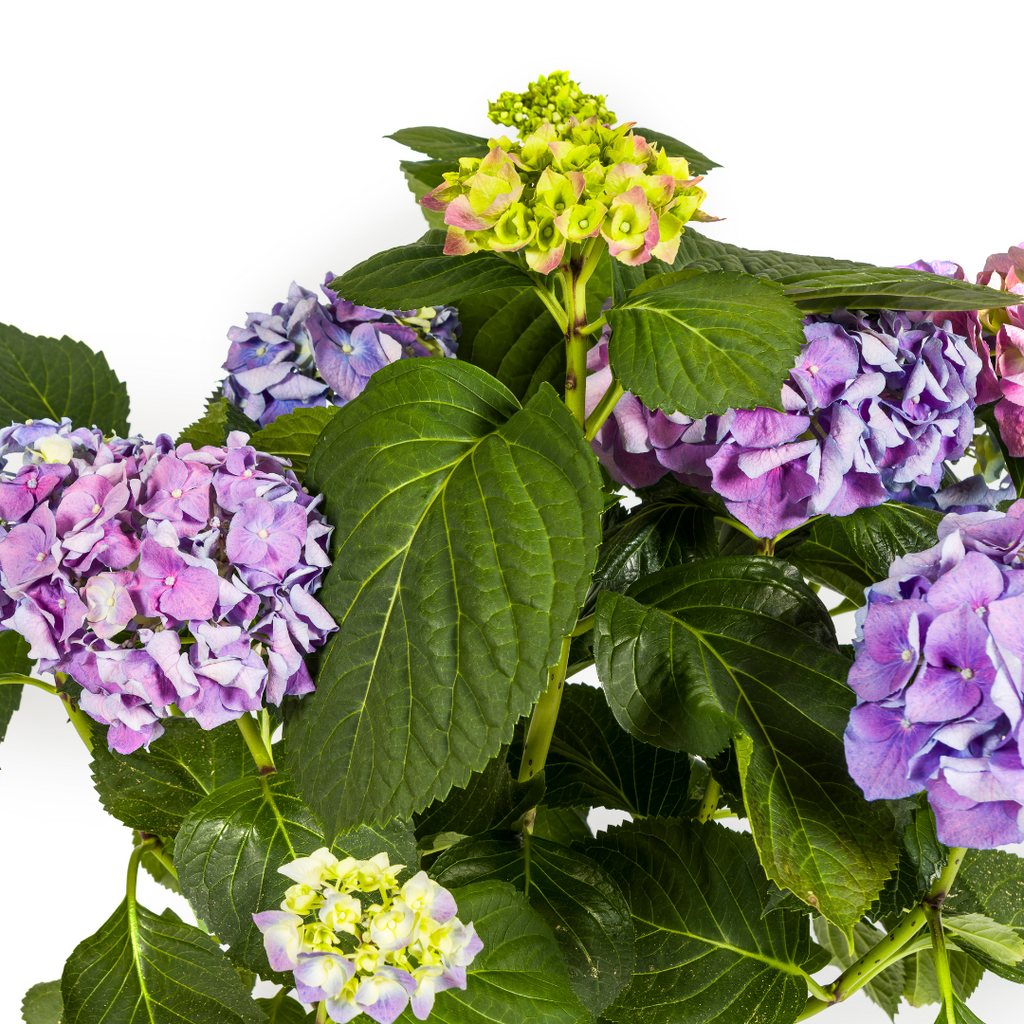 Hydrangea macrophylla 'Blue' (Hortensie) – Ø 24 cm, 70–80 cm hoch – Bild 2