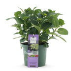 Hydrangea 'Magical Jewel Blue' (Hortensie) – blau – Ø 23 cm, 55 cm hoch