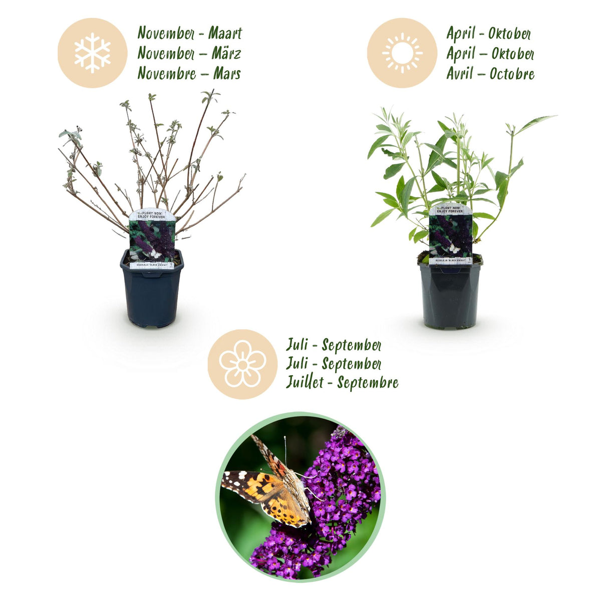 Buddleja davidii 'Black Night' (vlinderstruik) – paars – Ø17 cm, 45 cm hoog