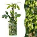 Humulus lupulus 'Nordbrau' (houblon Nordbrau) – 6 plants, Ø9 cm, 35 cm de haut