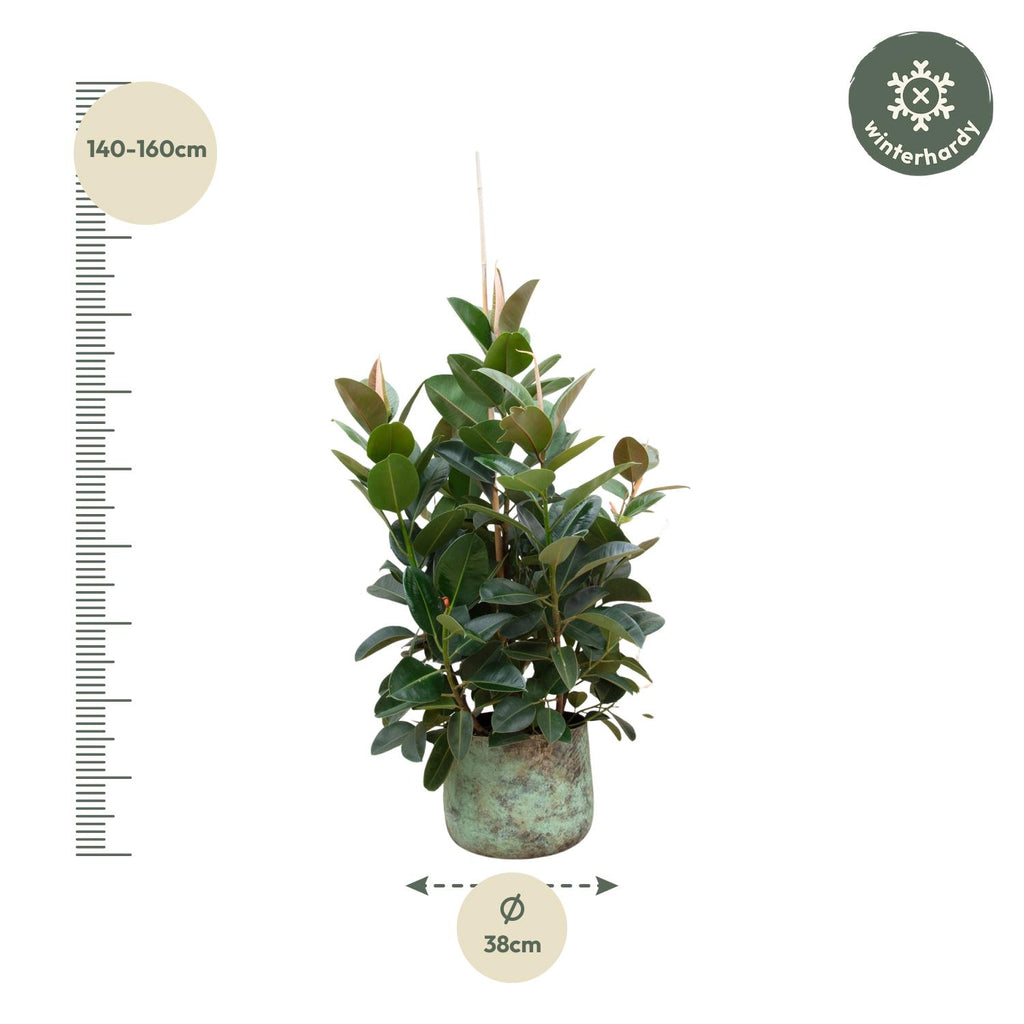 Ficus Robusta verzweigt – Ø 38 cm, 150 cm hoch