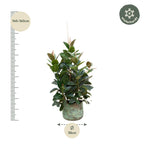 Ficus Robusta verzweigt – Ø 38 cm, 150 cm hoch