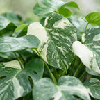 Monstera Thai Constellation (plante percée) – Ø6 cm, 14 cm de haut