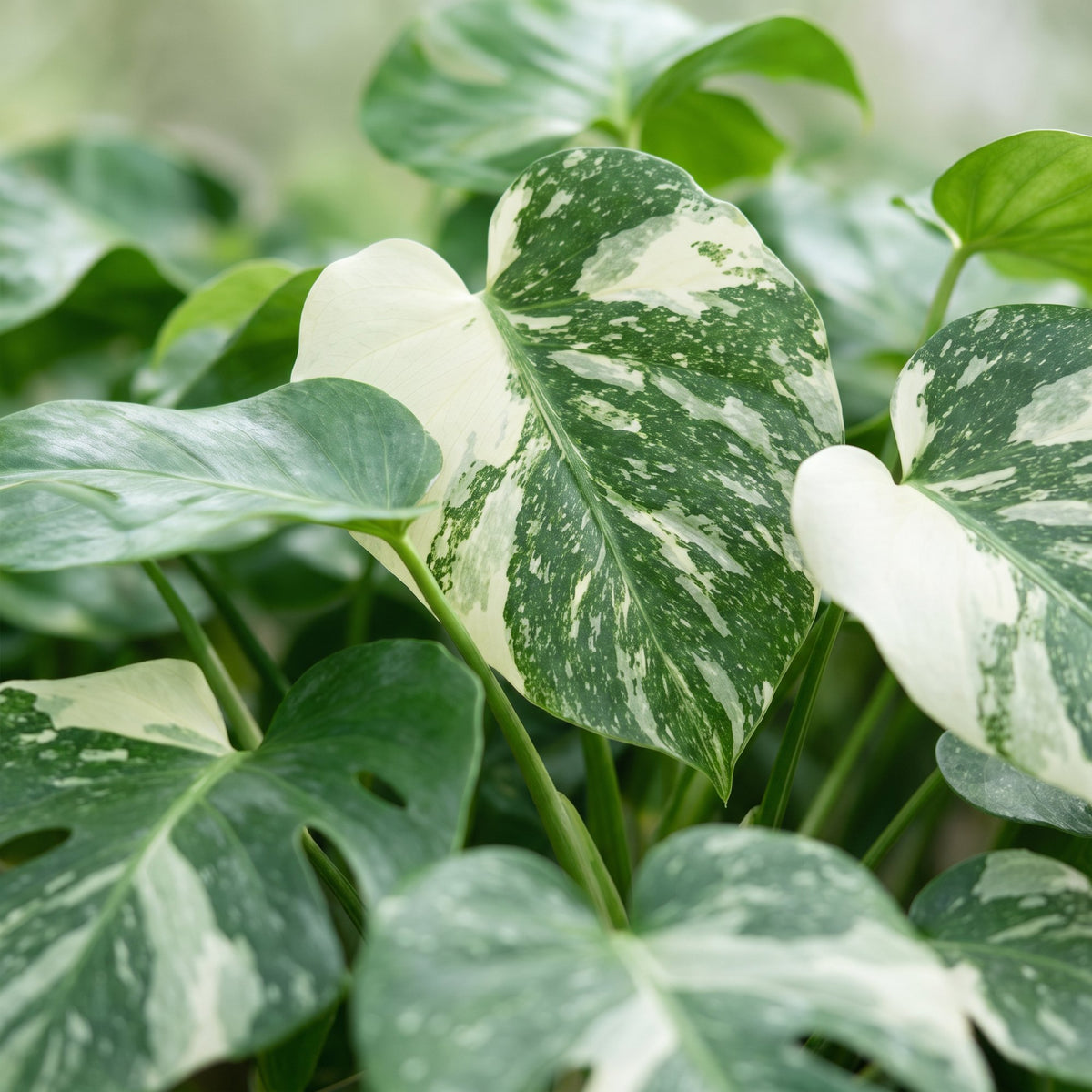 Monstera Thai Constellation (plante percée) – Ø6 cm, 14 cm de haut