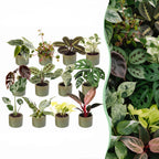 12× Coffret surprise de plantes d’intérieur incl. Linnea Olive – Ø6 cm, 5–15 cm de haut