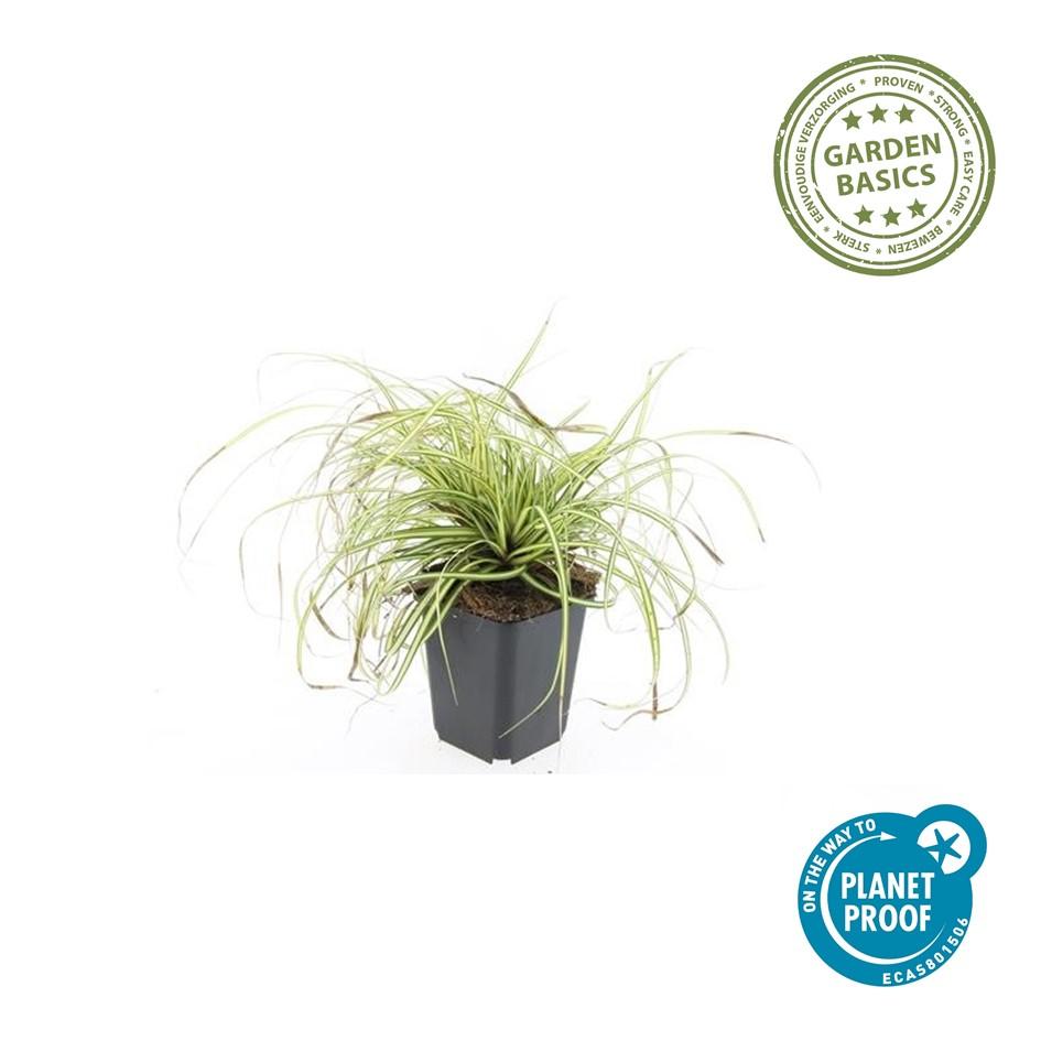 Carex oshim. 'Evergold' (zegge) – 6 planten, Ø9 cm, 10–25 cm hoog