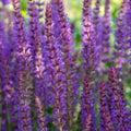 Salvia nemorosa 'Ostfriesland' (salie) – 48 planten, Ø9 cm, 10–25 cm hoog