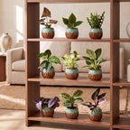 9× overraskelsesæske med stueplanter inkl. Copper Reef – Ø6 cm, 5–15 cm høj