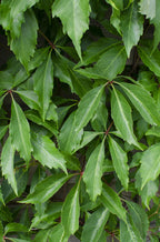 Parthenocissus q. (wild grape) – Ø15 cm, 65 cm high
