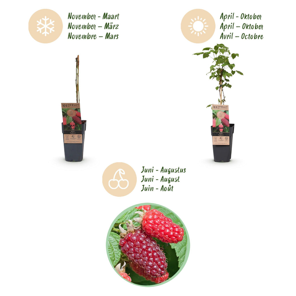 Rubus log. 'Tayberry' (braamboos) – 2 planten, Ø15 cm, 50 cm hoog – foto 4
