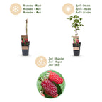 Rubus log. 'Tayberry' (braamboos) – 2 planten, Ø15 cm, 50 cm hoog
