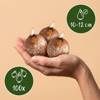 Lot de bulbes Jardin d’ombre – 100 bulbes (calibre 10/12)