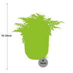 Asplenium Parvati in ELHO Vibes Fold 14cm geel (vogelnestvaren) – 25 cm hoog