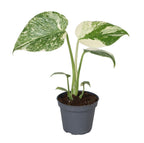 Monstera Crème Brûlée (plante percée) – Ø6 cm, 14 cm de haut