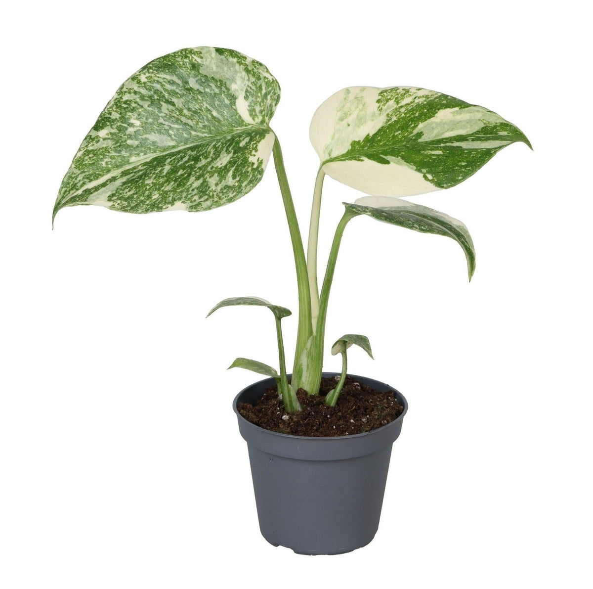 Monstera Creme Brulee (Fensterblatt) – Ø6 cm, 14 cm hoch