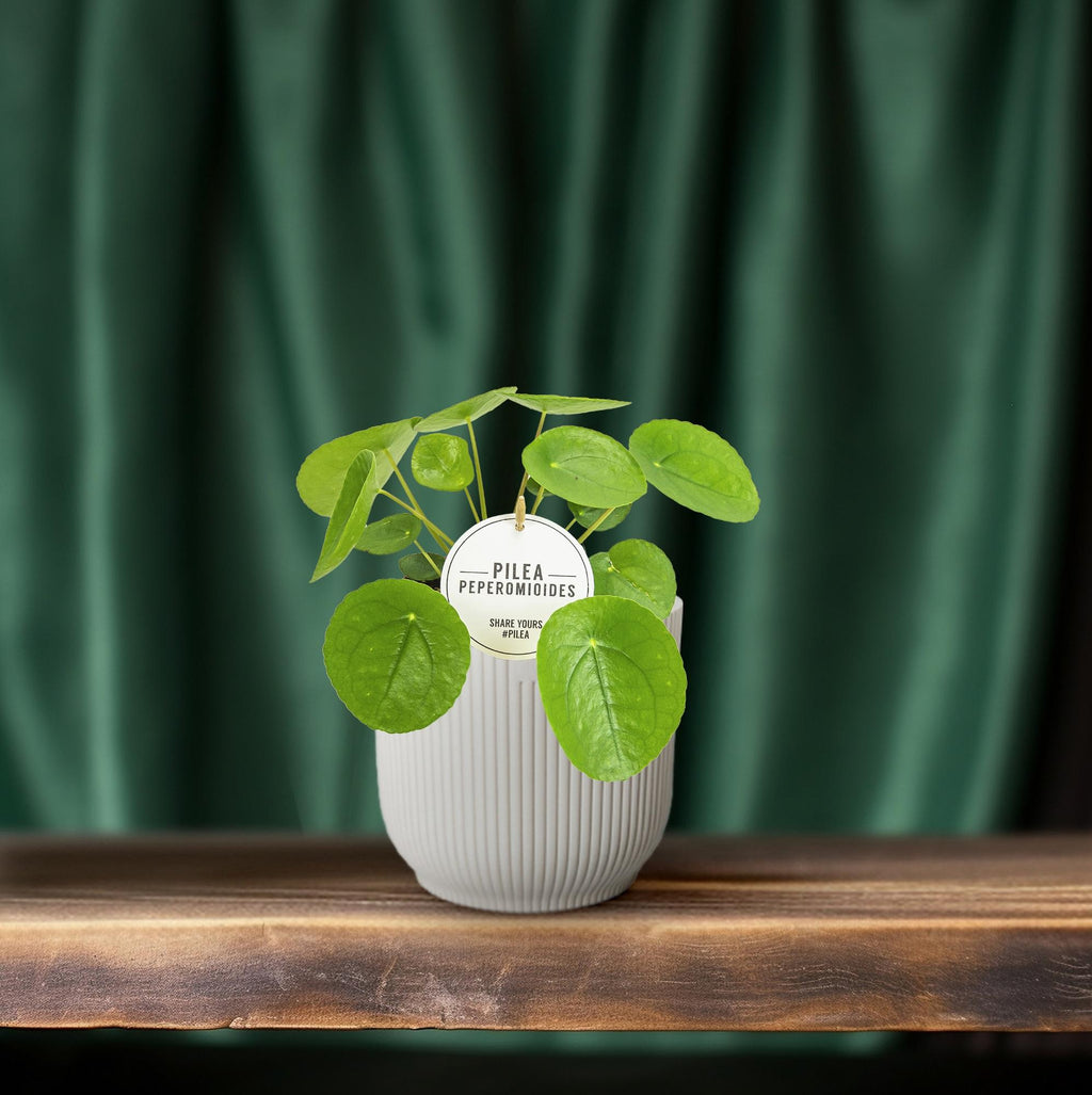 Pilea peperomioides (Pannkuchenpflanze) – Ø 13 cm, 20 cm hoch