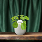 Pilea peperomioides (Pannkuchenpflanze) – Ø 13 cm, 20 cm hoch