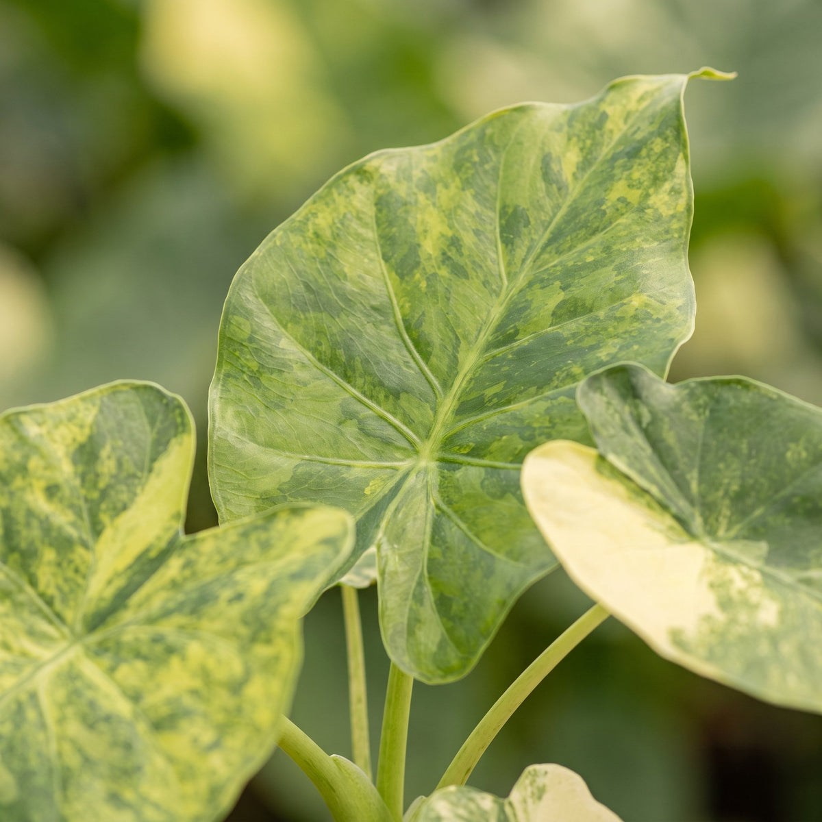 Alocasia Macrorrhiza Aurea Variegata (oreille d'éléphant) – Ø6 cm, 15 cm de haut