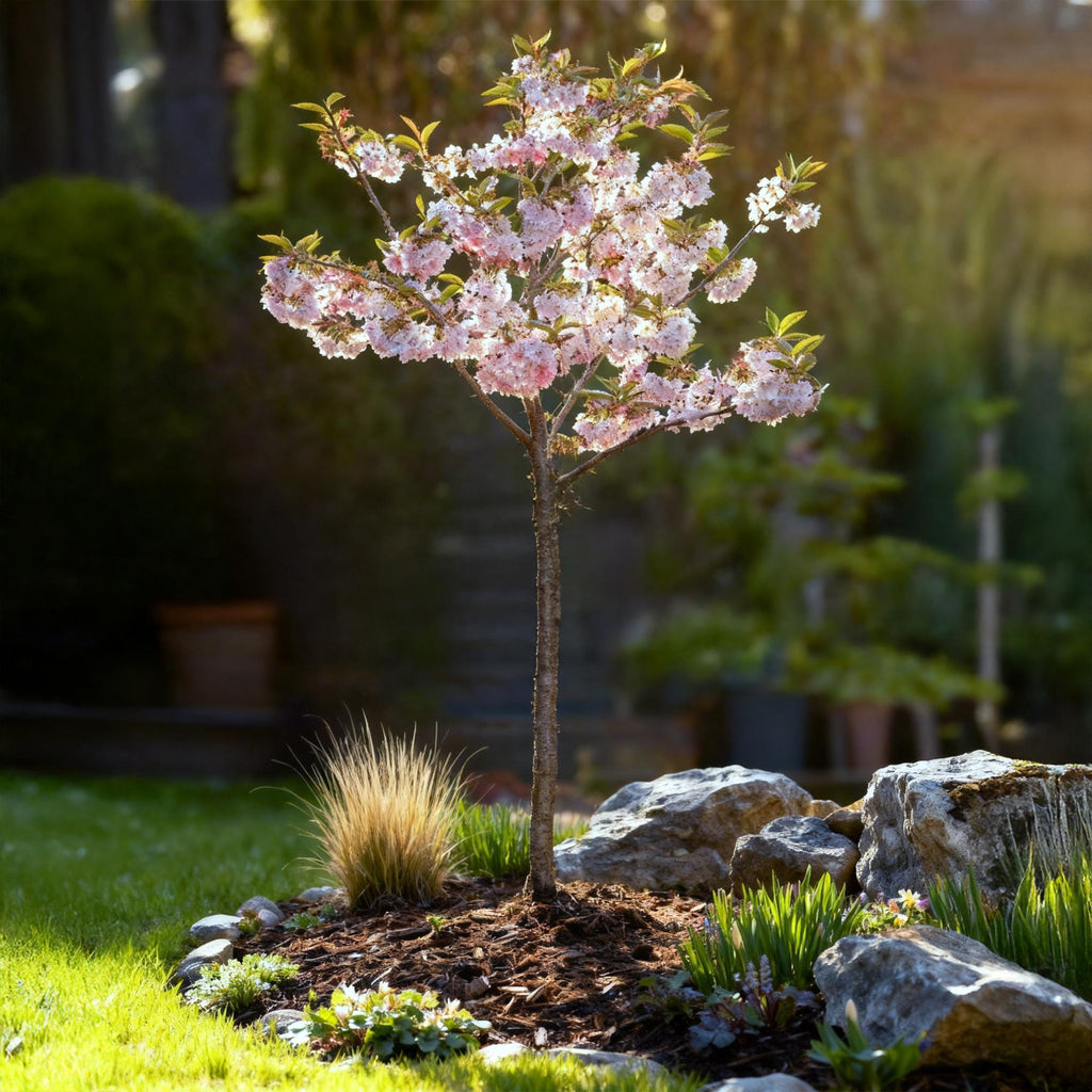 Prunus incisa 'Koujou-no-mai' (prunier d'ornement) sur tige – Ø 19 cm, 90 cm de haut – photo 5
