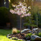 Prunus incisa 'Koujou-no-mai' (prunier d'ornement) sur tige – Ø 19 cm, 90 cm de haut
