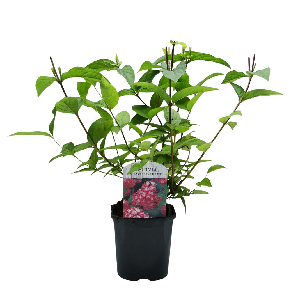 Buske Deutzia hybrida Strawbery Fields – rosa – Ø17 cm, 45 cm høj – billede 3