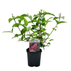 Buske Deutzia hybrida Strawbery Fields – rosa – Ø17 cm, 45 cm høj