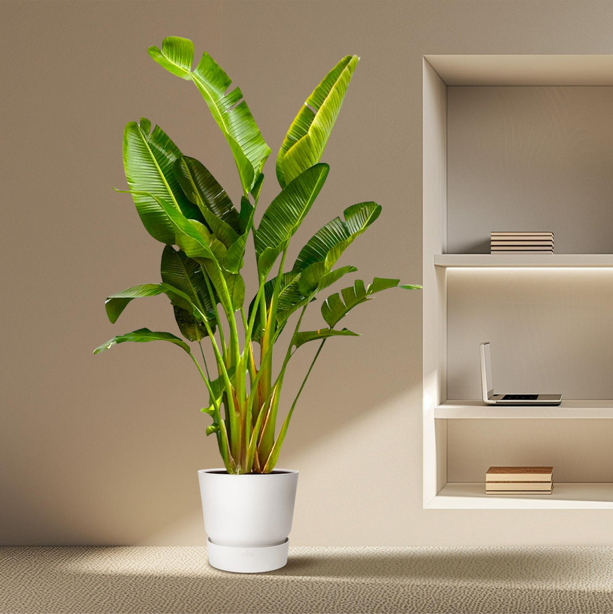 Strelitzia Augusta multi stam XXL (paradijsvogelbloem) – Ø30 cm, 250 cm hoog