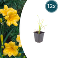 Hemerocallis 'Stella De Oro' (Taglilie) – 12 Pflanzen, Ø9 cm, 10–25 cm hoch