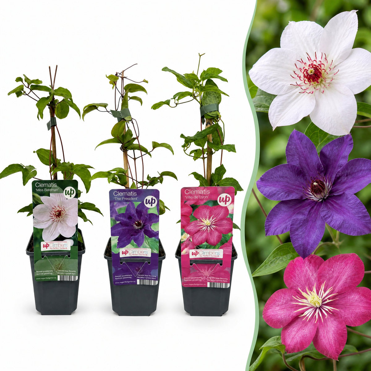 Clematis 'Tricolour' (driekleurige bosrank) – paars-roze-wit – 3 planten, Ø9 cm, 35 cm hoog