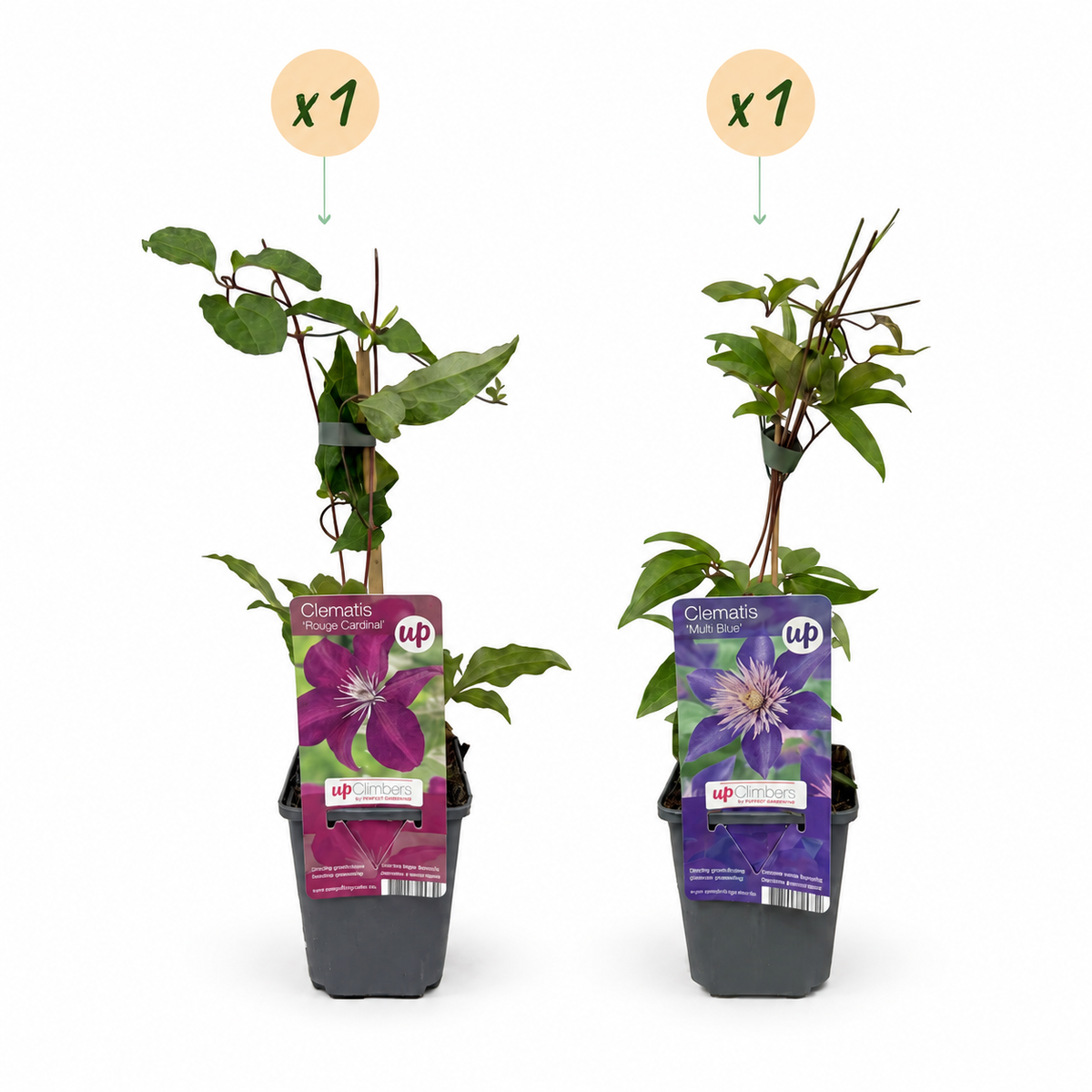 Clematis 'Duo Blue & Red' (bosrank) – blauw-rood – 2 planten, Ø9 cm, 35 cm hoog