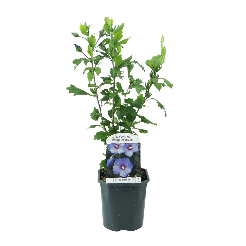 Hibiscus syriacus 'Oiseau Blue' (tropical hibiscus) – blue – Ø17 cm, 45 cm high – photo 2
