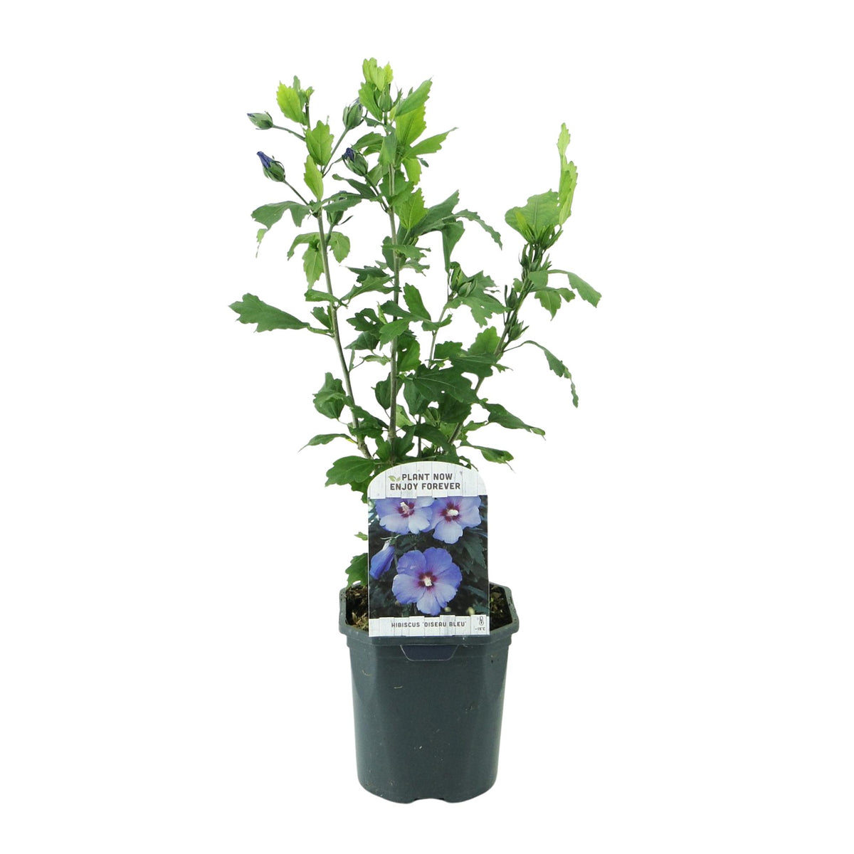 Hibiscus syriacus 'Oiseau Blue' (tropical hibiscus) – blue – Ø17 cm, 45 cm high – photo 2