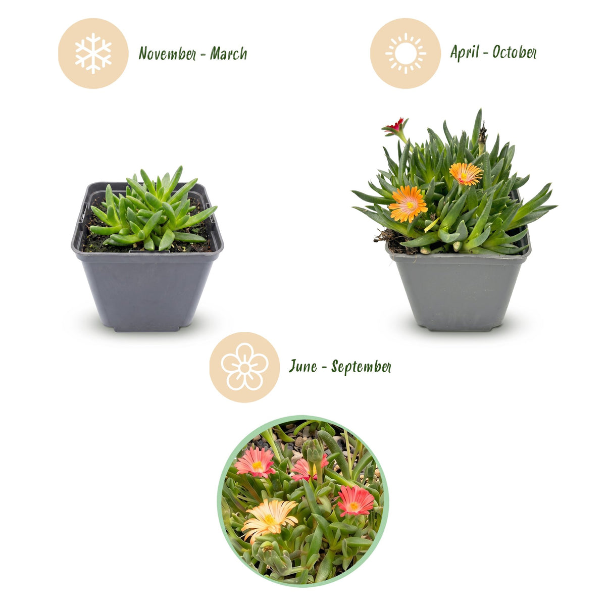 Mélange de Delosperma (œil-de-chat) – 12 plantes, Ø 7 cm, 10–12 cm de haut – photo 3