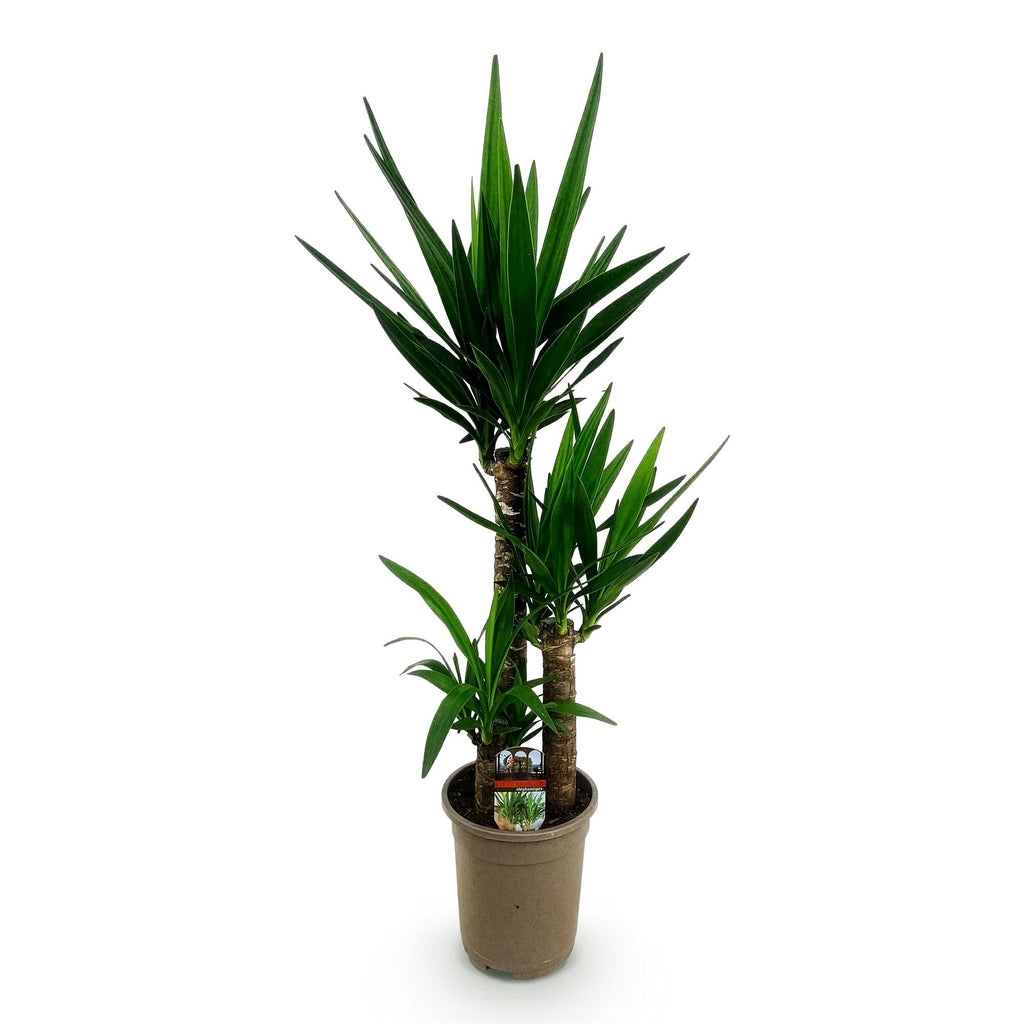 Yucca elephantipes – Ø 21 cm, 100 cm hoch – Art. 54713