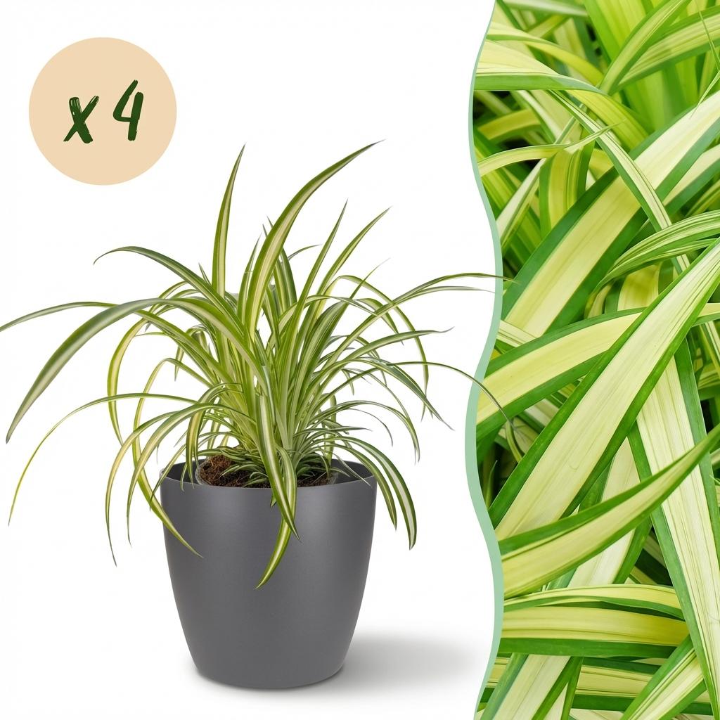 4× Chlorophytum comosum Variegatum (spider plant) in grey Potter decorative pot – Ø12 cm, 20 cm high
