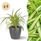 4× Chlorophytum comosum Variegatum (spider plant) in grey Potter decorative pot – Ø12 cm, 20 cm high