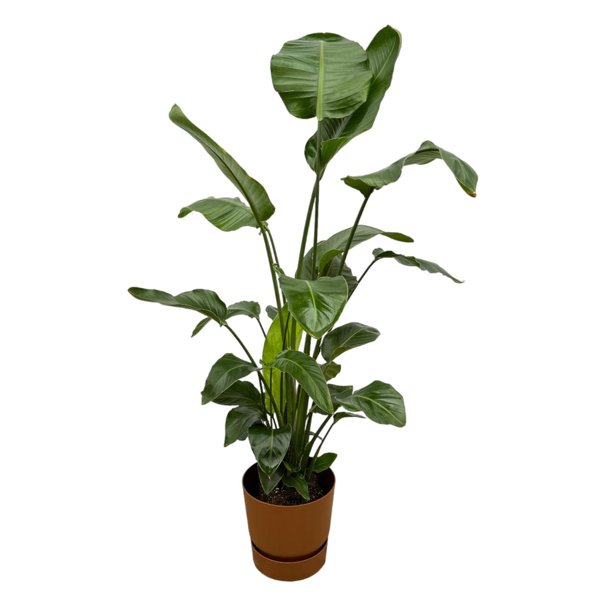 Strelitzia nicolai (weiße Paradiesvogelblume) im Greenville Rund-Übertopf braun – Ø30 cm, 160 cm hoch