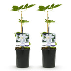 Clematis 'Madame Le Coultre' (Waldrebe) – weiß – 2 Pflanzen, Ø11 cm, 40 cm hoch
