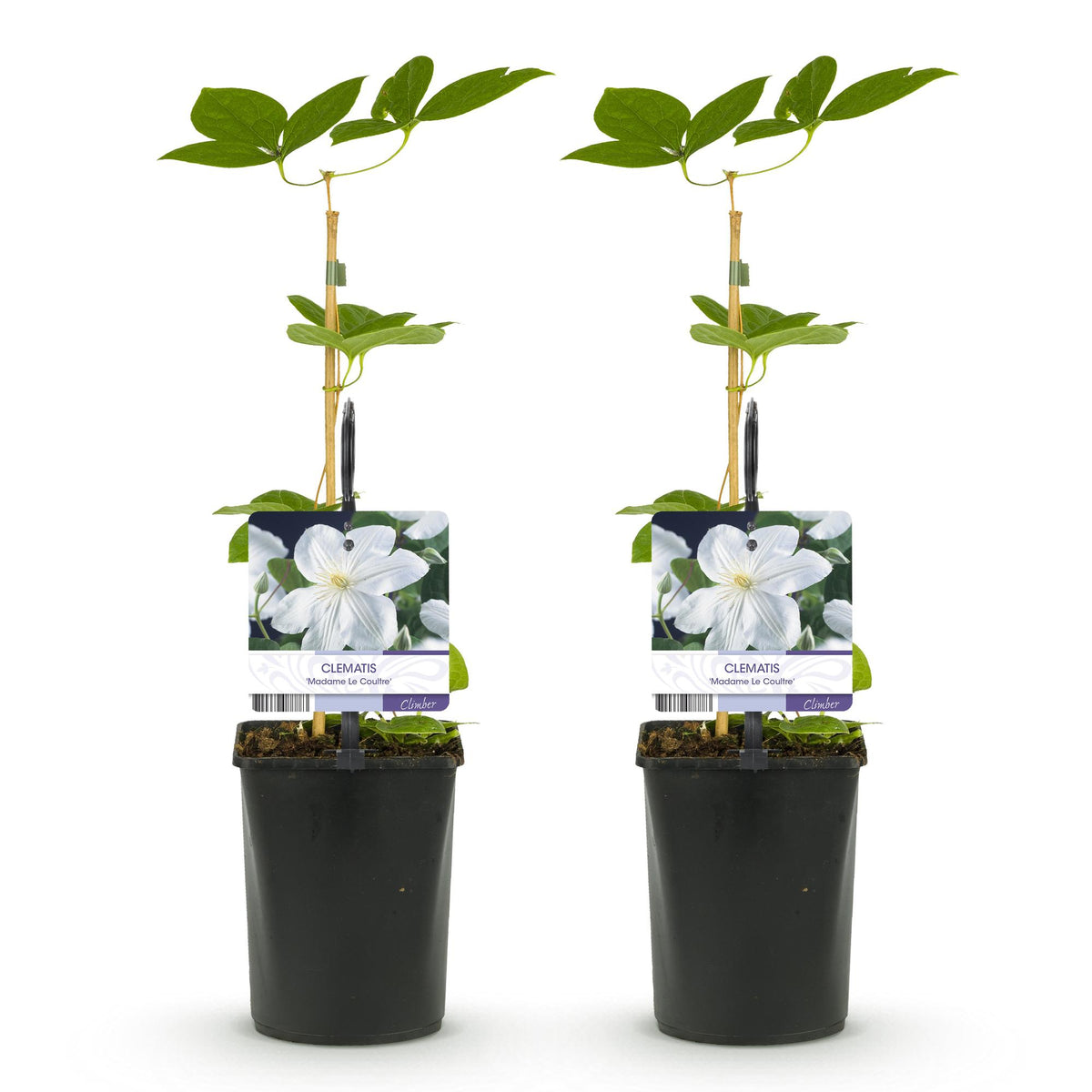 Clematis 'Madame Le Coultre' (bosrank) – wit – 2 planten, Ø11 cm, 40 cm hoog