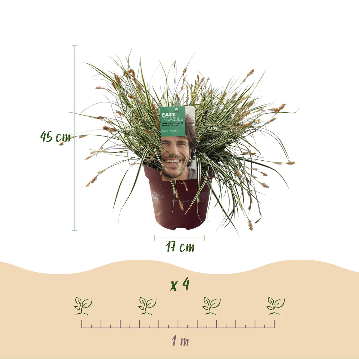 Carex oshimensis 'Everest' (zegge) – Ø17 cm, 50 cm hoog