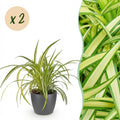 2× Chlorophytum comosum Variegatum (Grünlilie) im grauen Ziermännchen-Topf – Ø 12 cm, 20 cm hoch